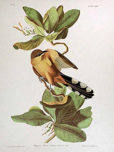Mangrov Guguk kuşu. Amerika'nın Kuşları ndan (Amsterdam Baskısı)