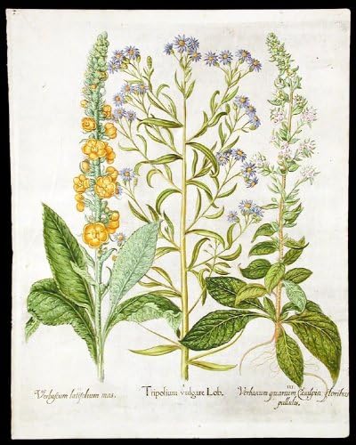 [Deniz kenarı aster]Tripolium vulgare Lob; [Kadife bitkisi] Verbascum latifolium mas; [Beyaz sığırkuyruğu] Verbascum