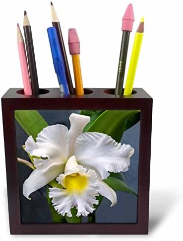 3dRose Danita Delimont-Çiçek-Cattleya Orkide Çiçeği. - Karo Kalem Tutucular (ph-366990-1)