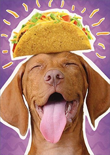 Köpek Taco Kafa Avanti Mizahi / Komik Doğum Günü Kartı